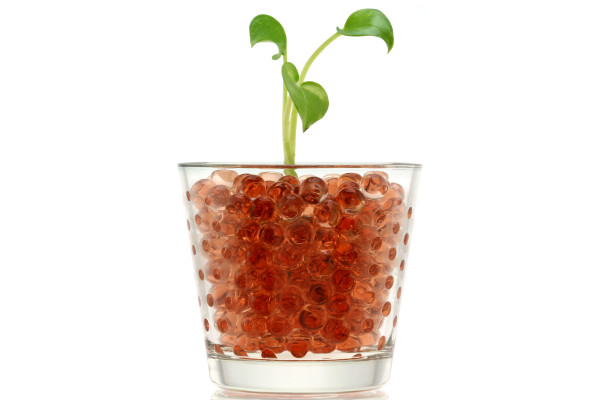 Water beads with a plant
